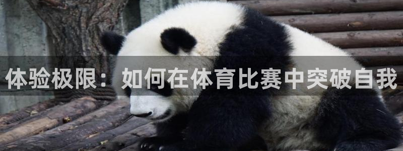 77体育app下载官网：体验极限：如何在体育比赛中突破自我